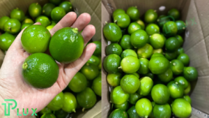 Fresh and vibrant seedless limes from TPLux: A burst of citrus goodness for your culinary delights