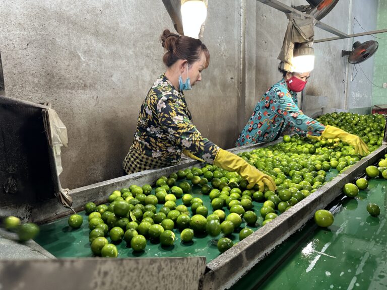 SEEDLESS LIME TPLUX EXPORT IMPORT COMPANY VIETNAM TPLUX.VN