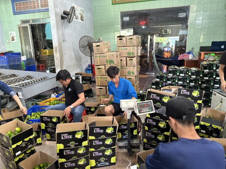 SEEDLESS LIME TPLUX EXPORT IMPORT COMPANY VIETNAM TPLUX.VN